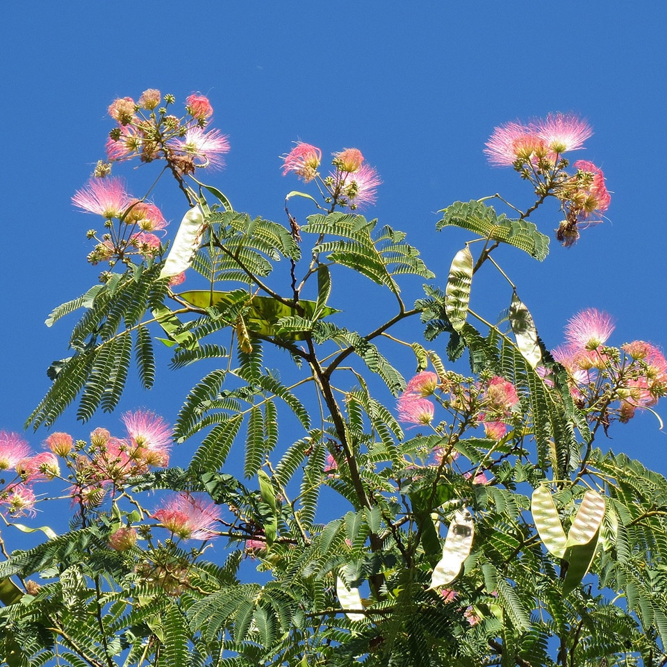 Mimosa tree, invasive ornamental species