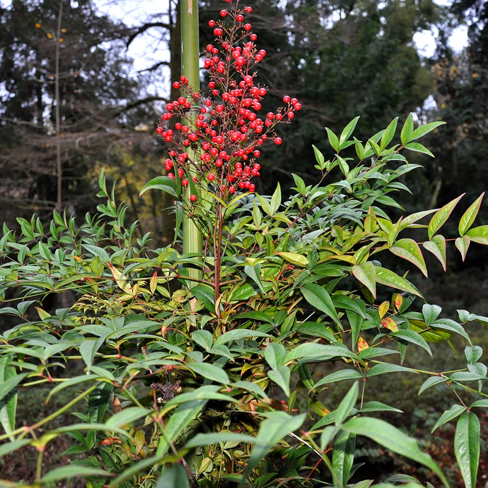 Nandina, invasive shrub harmful to wildlife