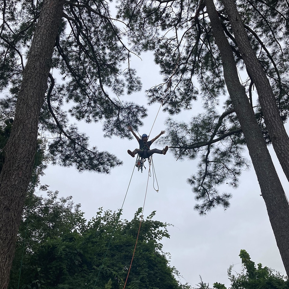Is that Spiderman or a climber (safely!) transferring from one tall Pine to another?