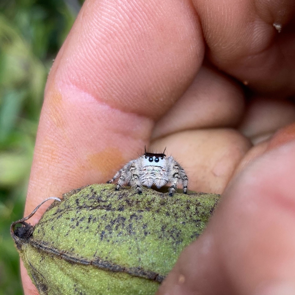 Speaking of jumping, Miggy made friends with an adorable Jumping Spider.