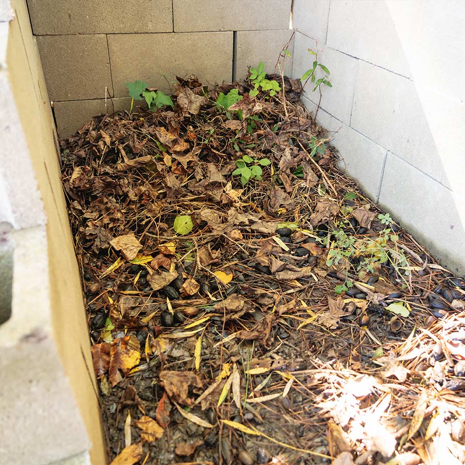 Compost bin filled with leaves