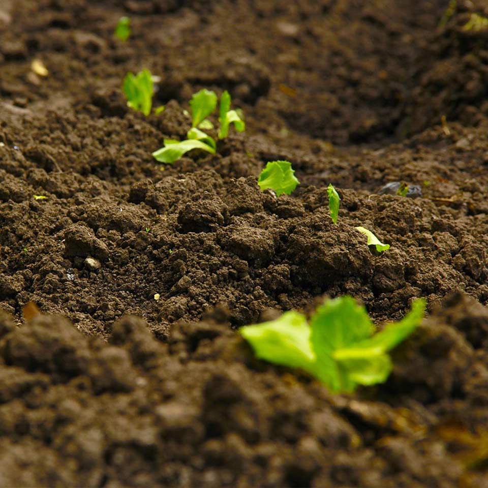 Leaves used as organic fertilizer for soil