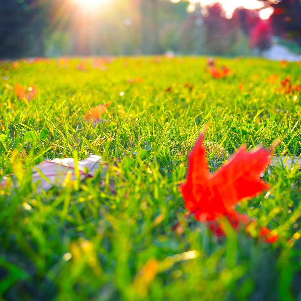 Lawn covered with fallen leaves