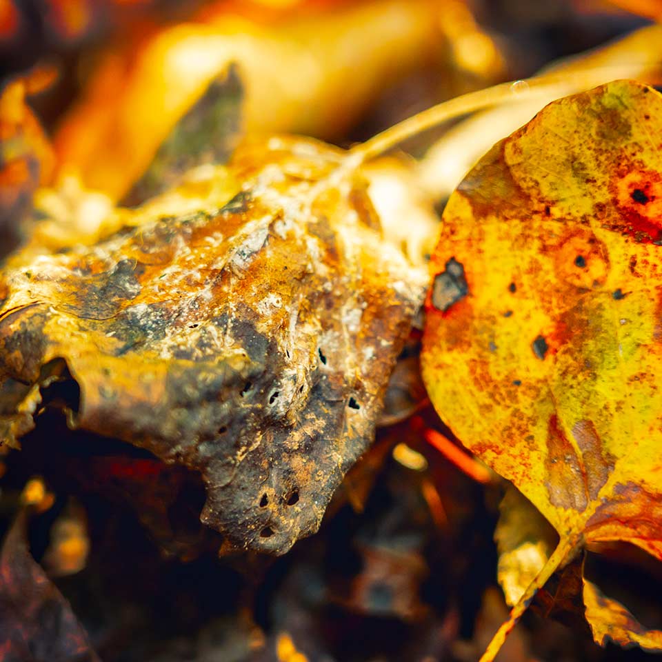 Leaf mold pile, decomposing leaves for soil health