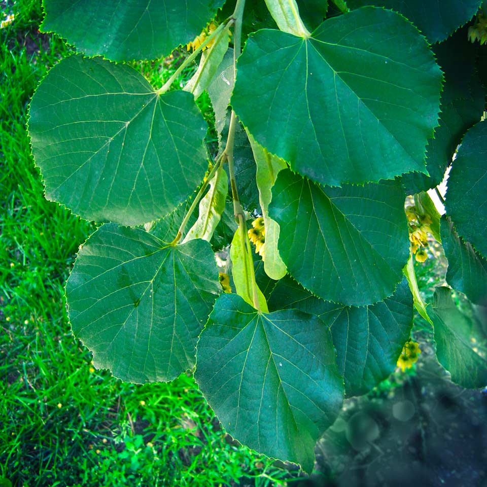 American Linden tree (Tilia americana), drought resistant