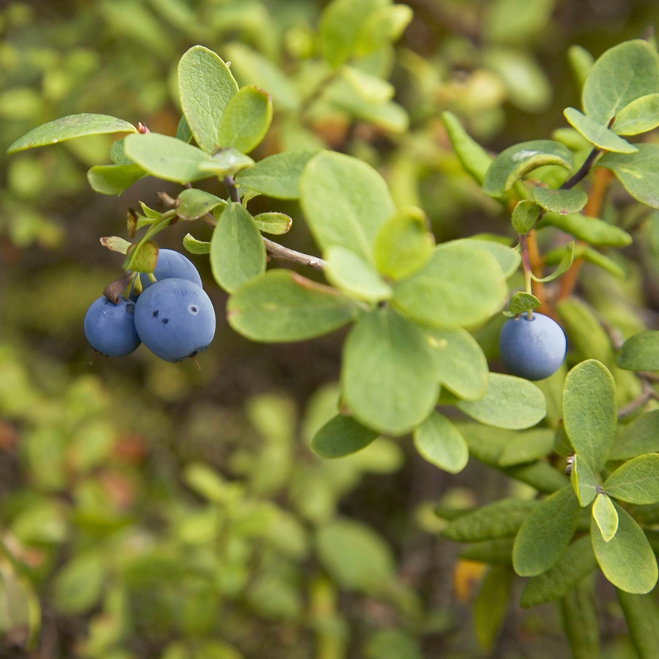 Lowbush blueberry shrub with berries