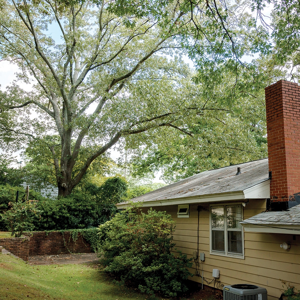 Mature trees overhanging a house, common concern