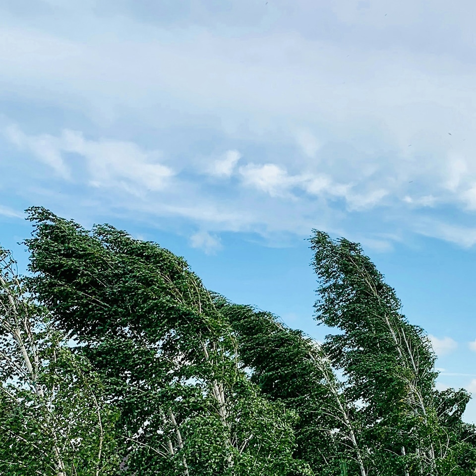 Mature trees swaying in the wind, showing flexibility