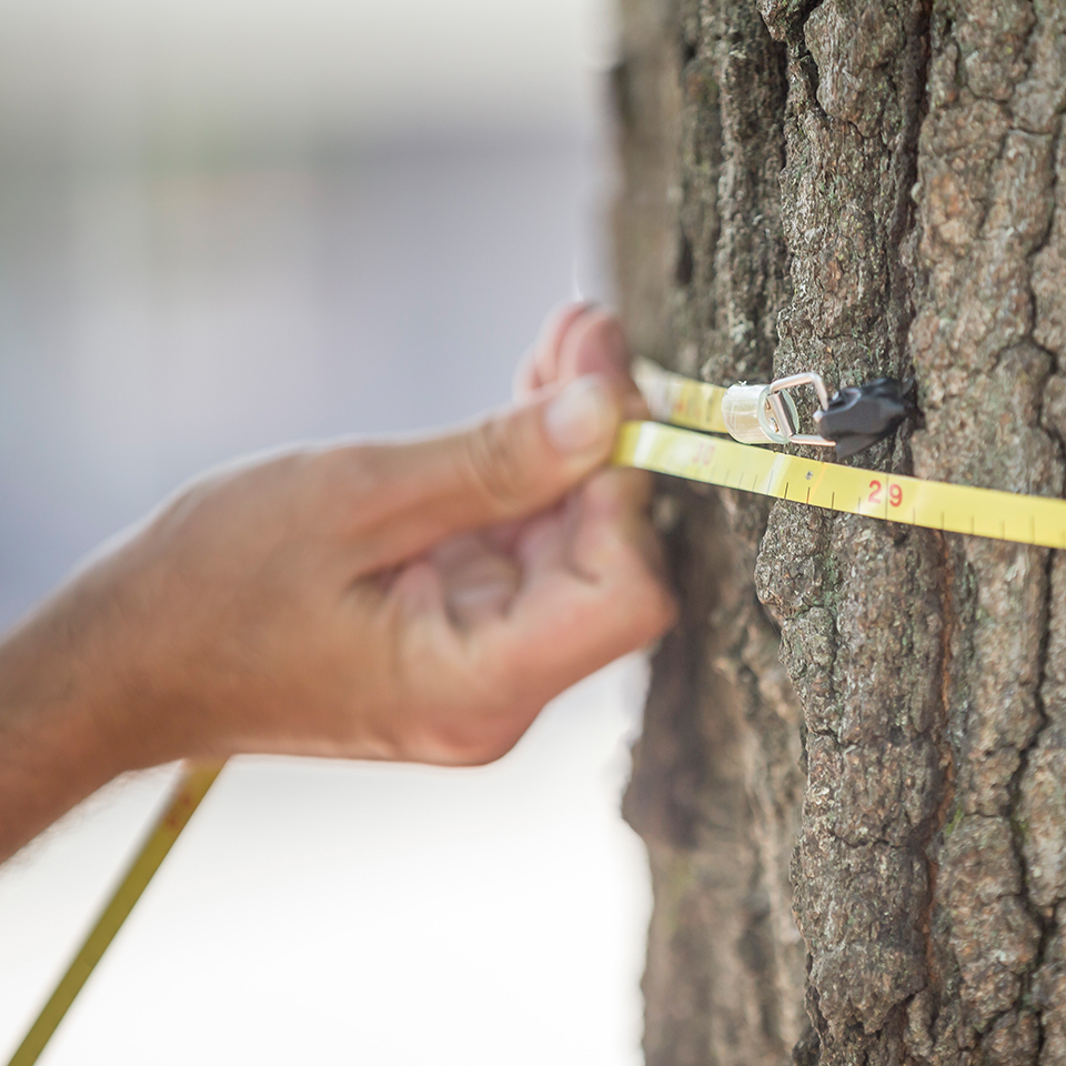 Measuring root zone around tree trunk