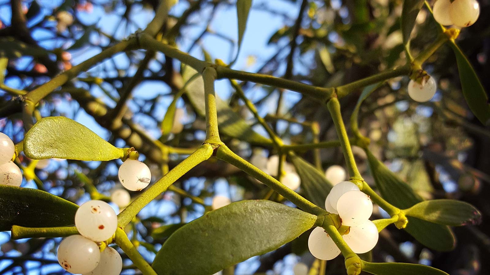 Mistletoe plant with green leaves and white berries on a tree branch
