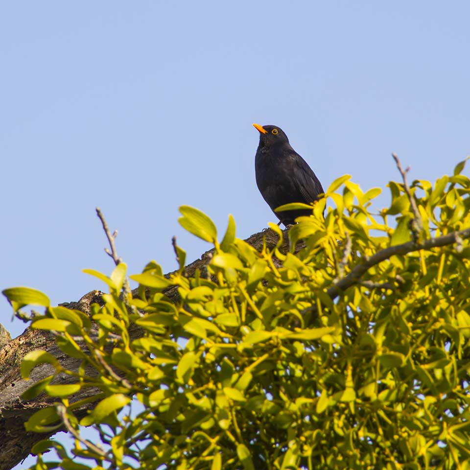 Bird feeding on mistletoe berries in a tree