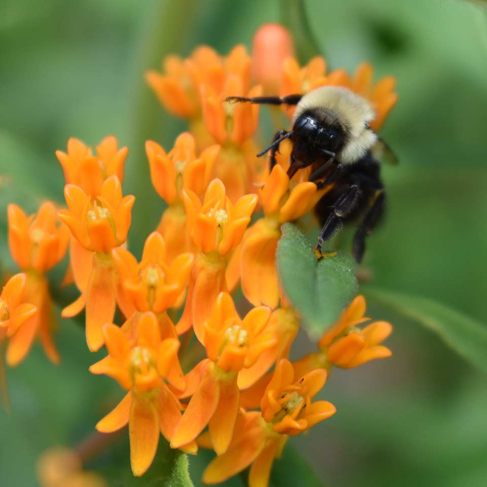 Monarch butterfly on milkweed plant