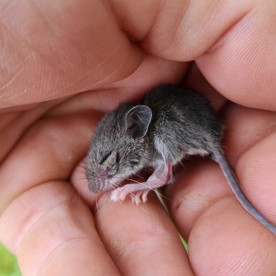 And rescued some of our tiniest neighbors. (How adorable is that little guy?!)