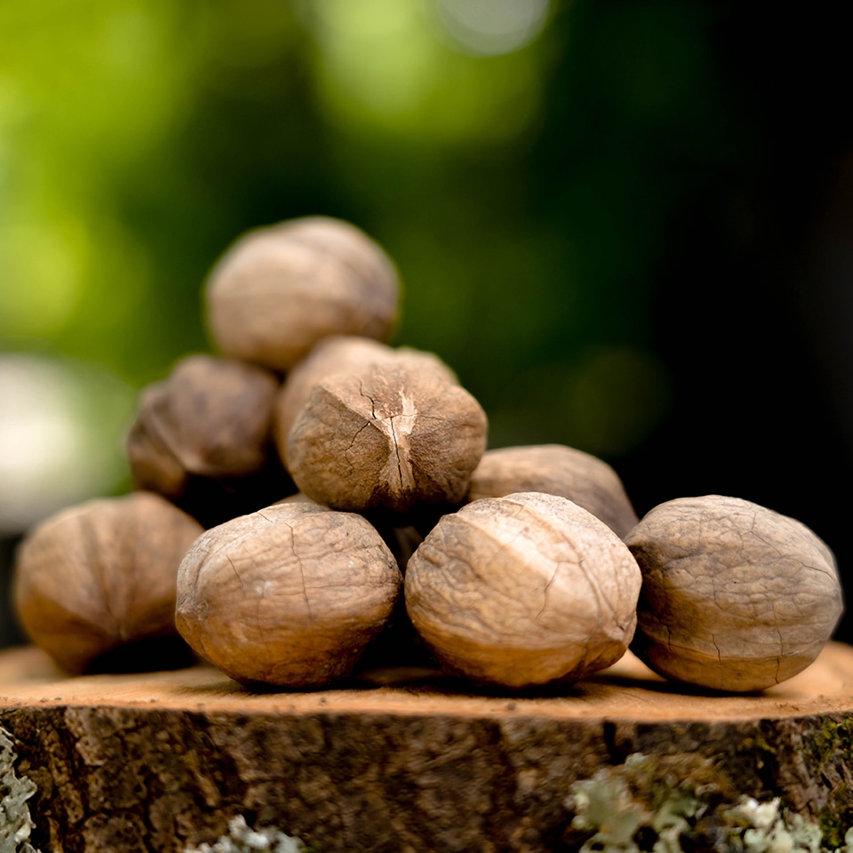 Native seed identification guides for trees