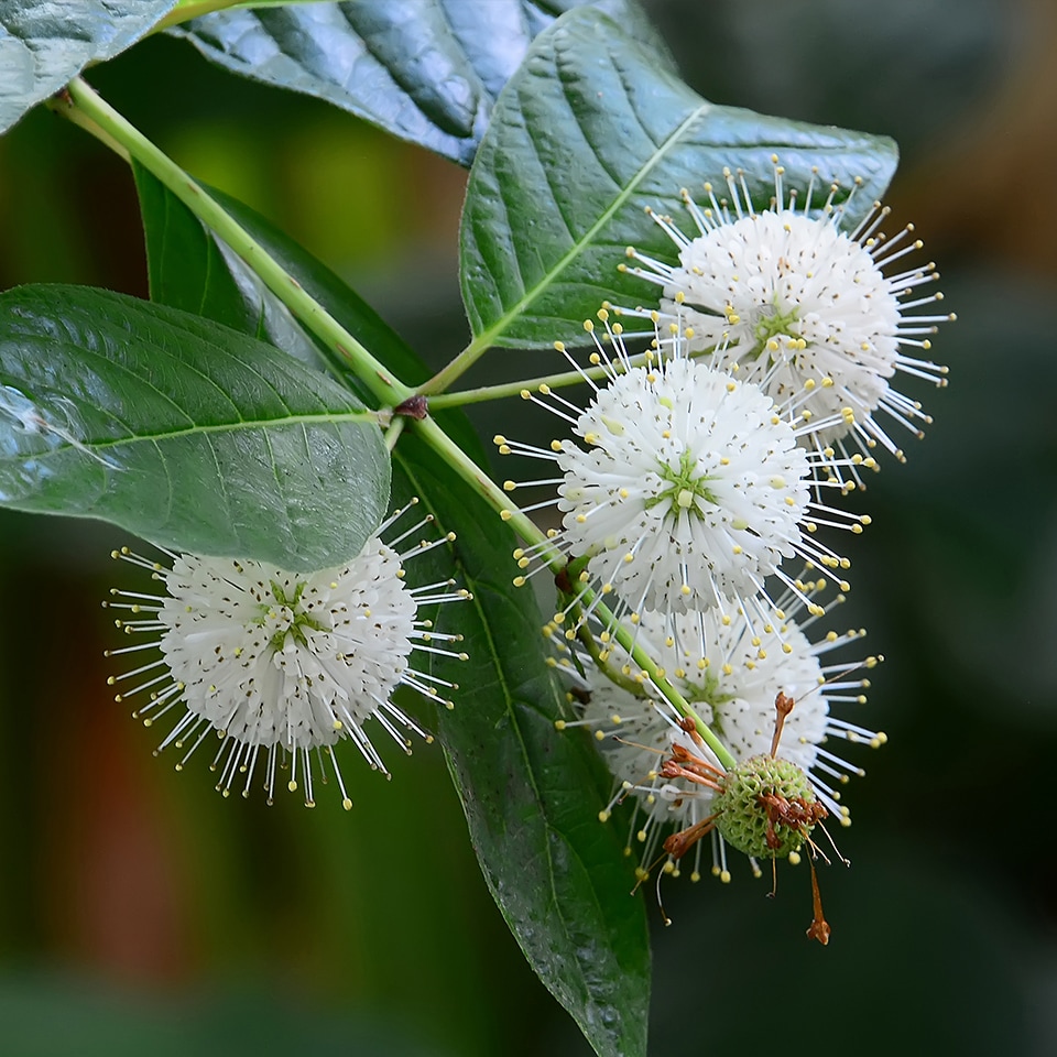Buttonbush shrub with round flower clusters