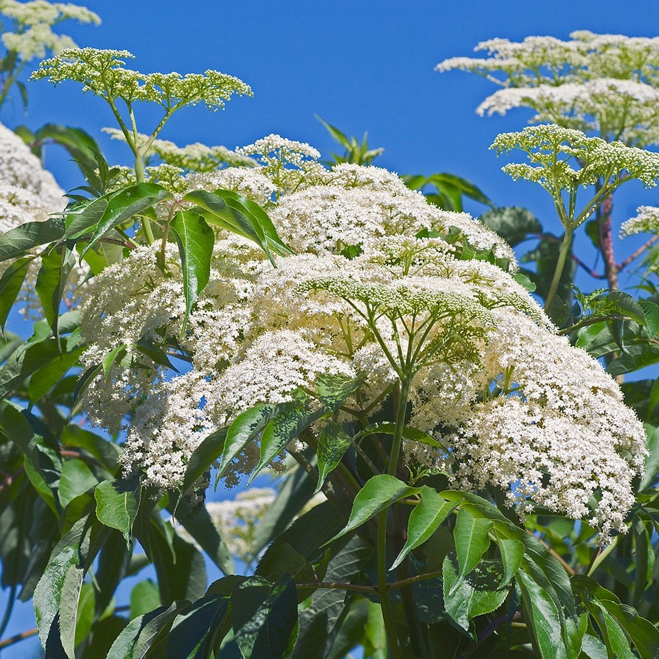 Elderberry shrub, native plant for thicket