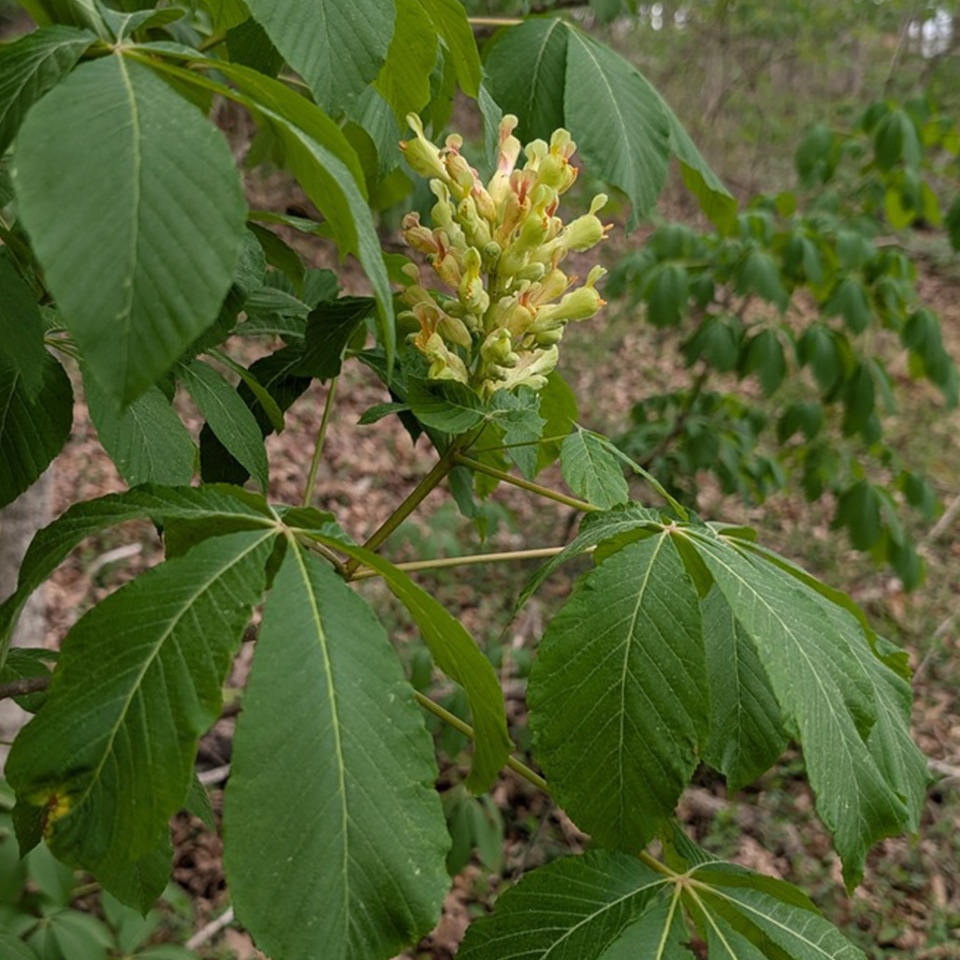 Painted buckeye shrub with yellow flowers