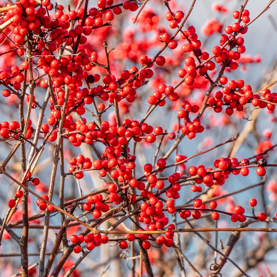 Winterberry shrub with bright red berries