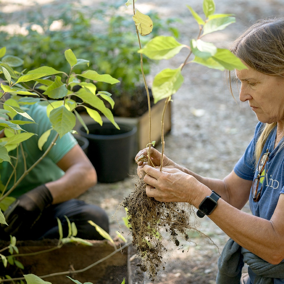 And Project Pando was not the only thing that grew this year. We grew and gave away thousands of native saplings. Here is Nora, separating individual trees from the air pruning boxes.