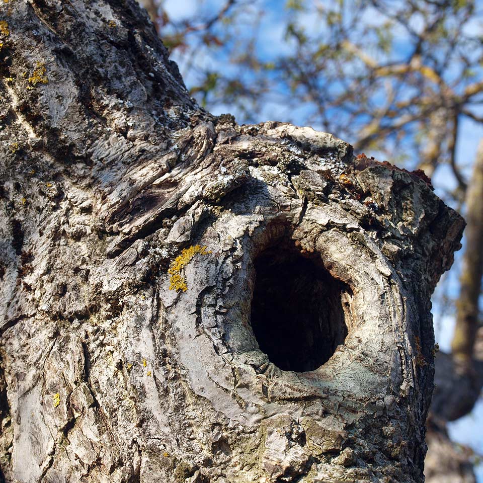 Hollow tree trunk, still alive