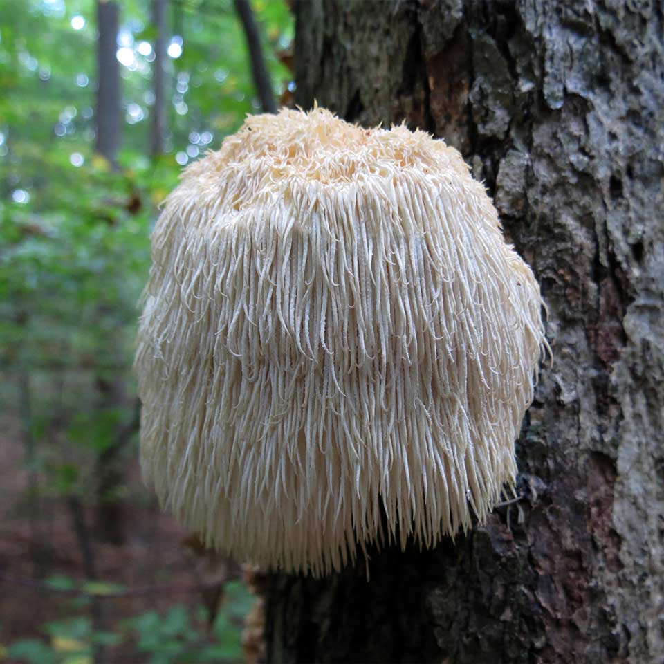 Lion's mane fungus on tree, not fatal