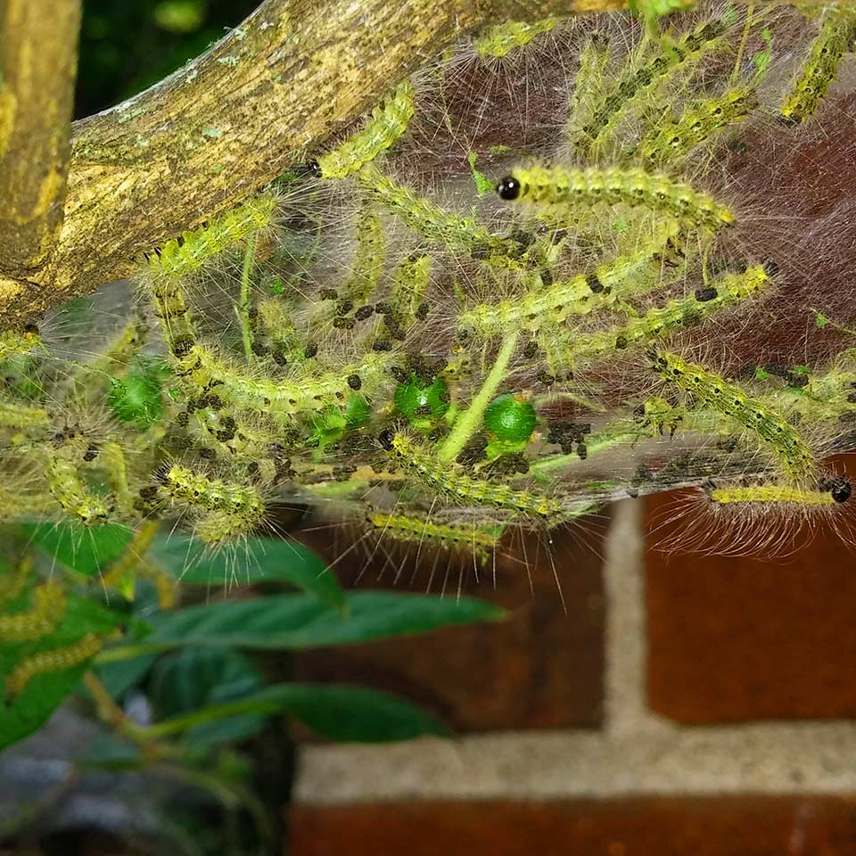 Webworm nest on tree branch, harmless