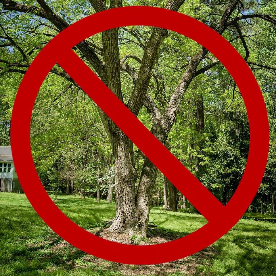 Overgrown tree with unpruned branches