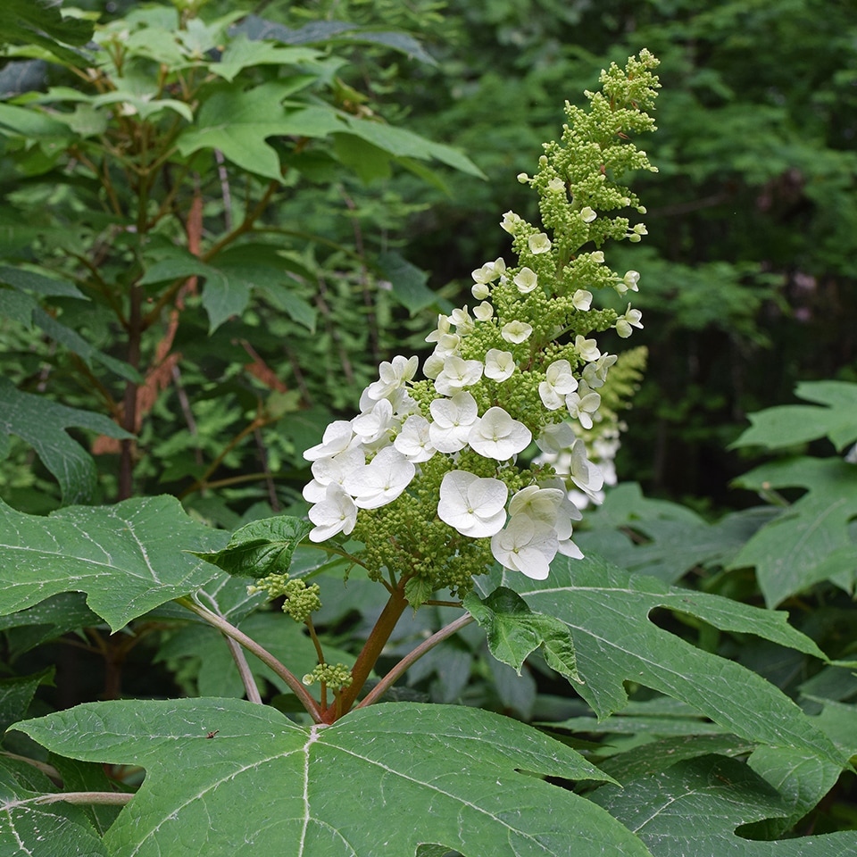 Oakleaf hydrangea shrub with white flowers