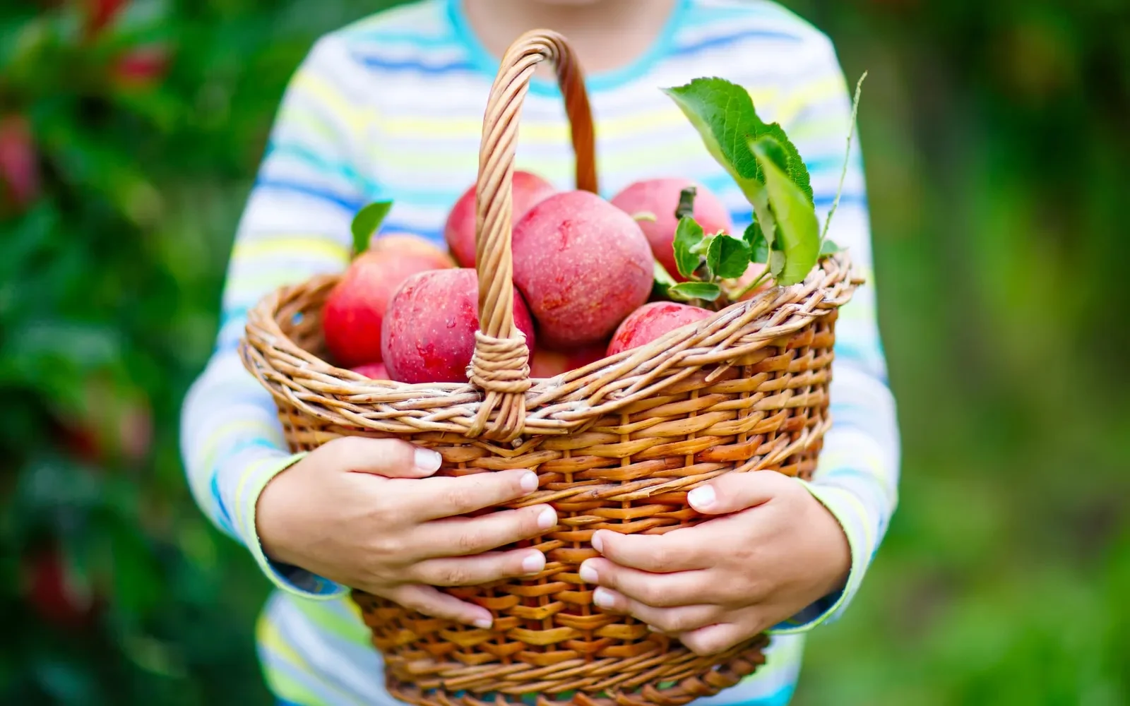 A community orchard with young fruit trees growing in rows.