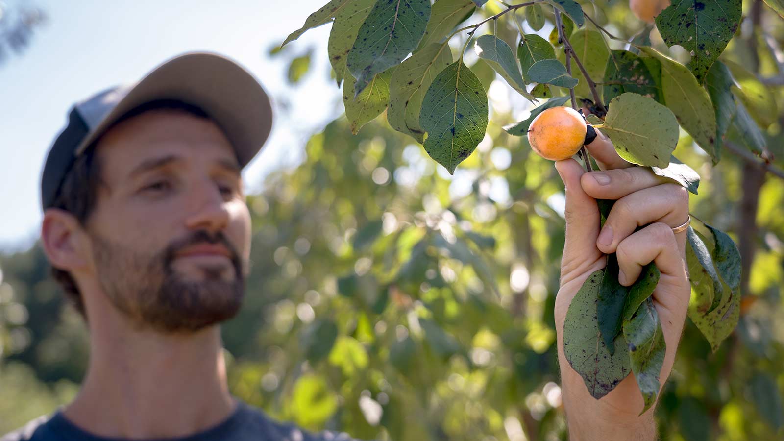 Community orchard with fruit trees and native plants.