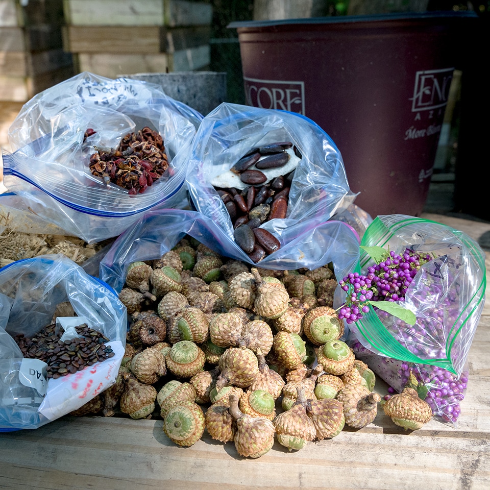 The community helped us collect thousands of seeds for Project Pando.