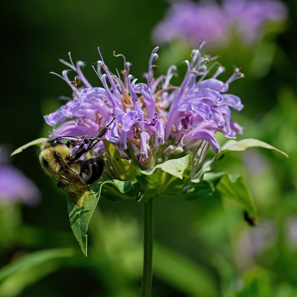 Photo of purple beebalm blossom