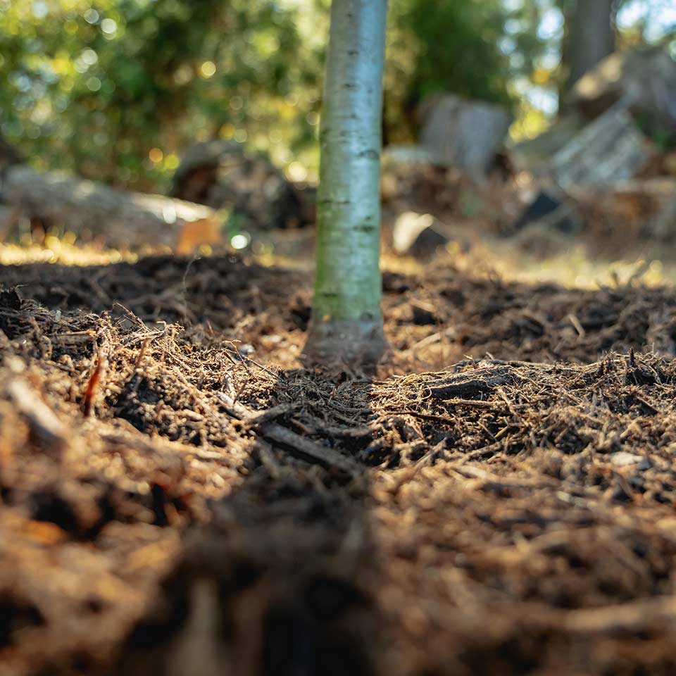 Tree planting with mulch and support stakes