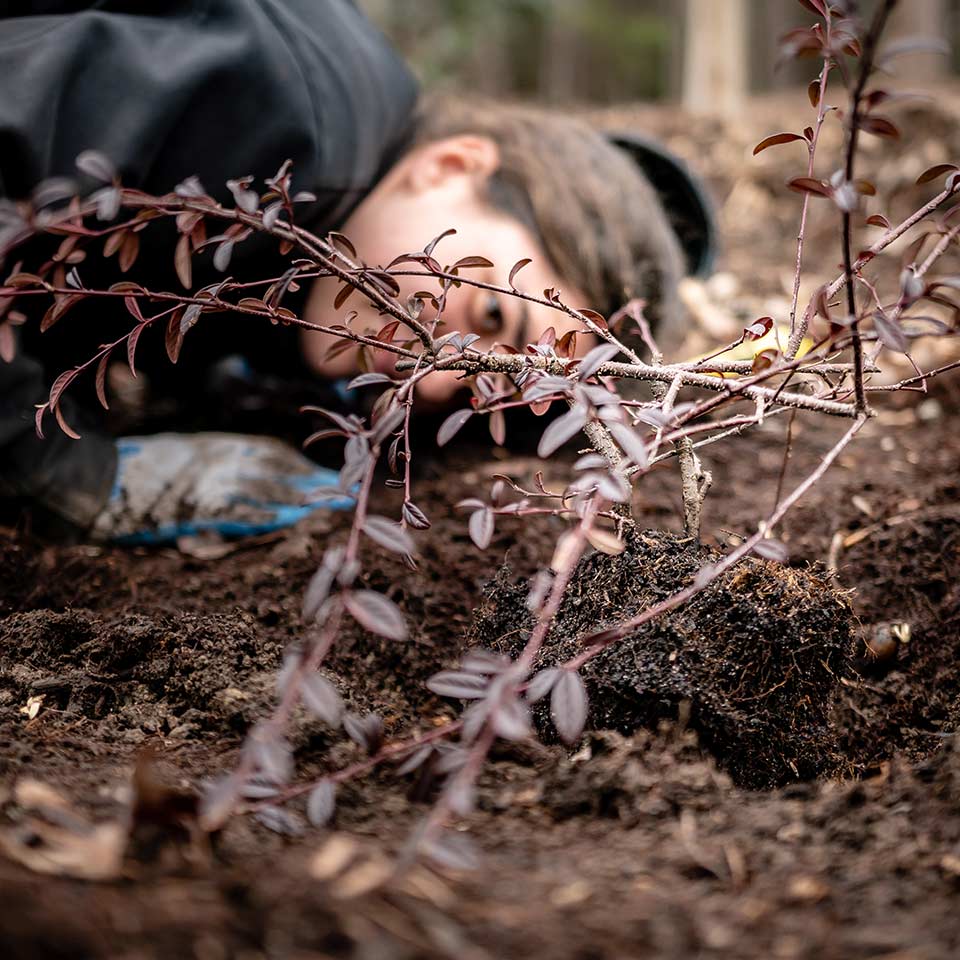 Checking level of root collar in planting hole