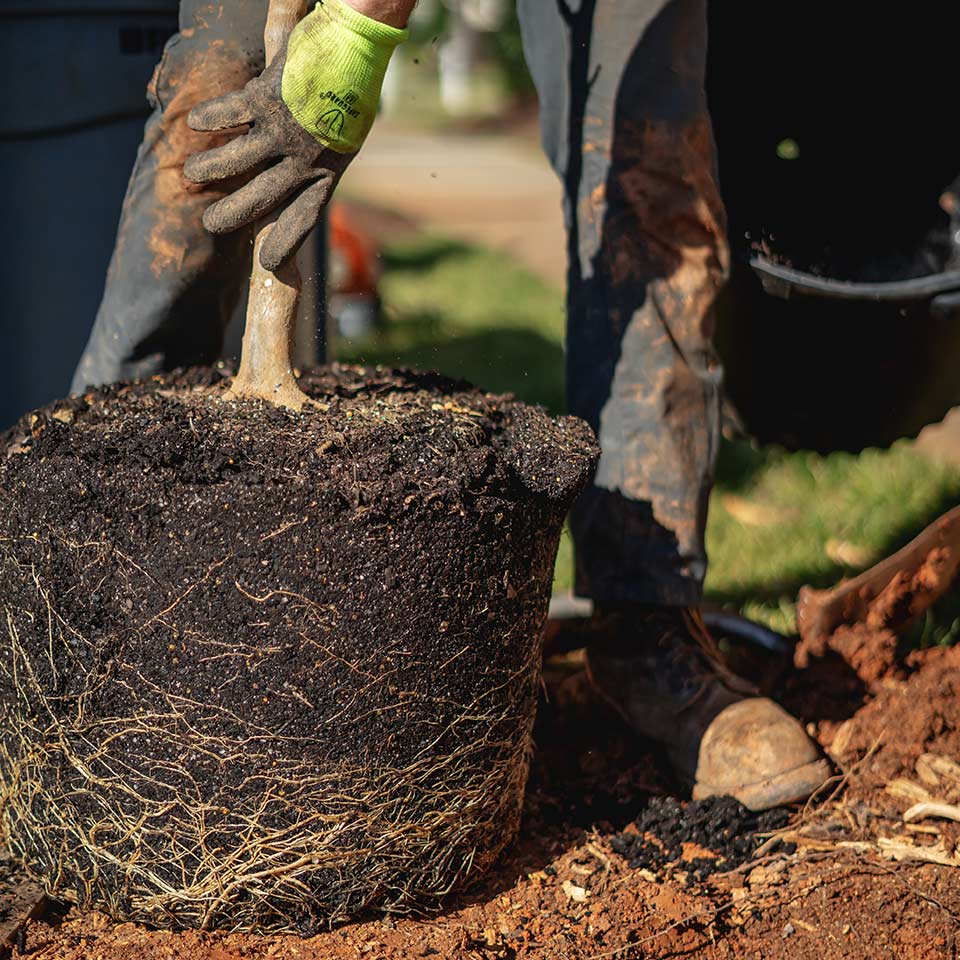 Tree rootball ready for planting