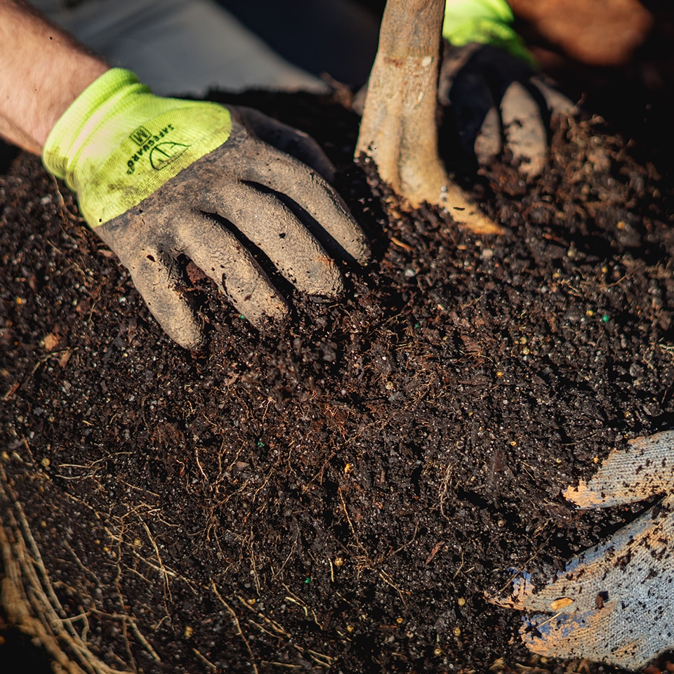 Exposing root collar before planting a tree