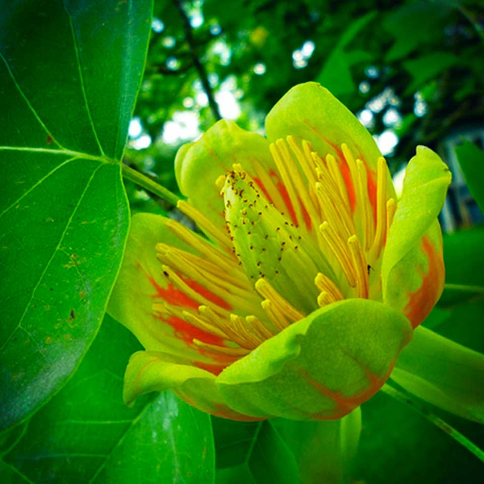 Tulip tree or Yellow Poplar (Liriodendron tulipifera), drought resistant