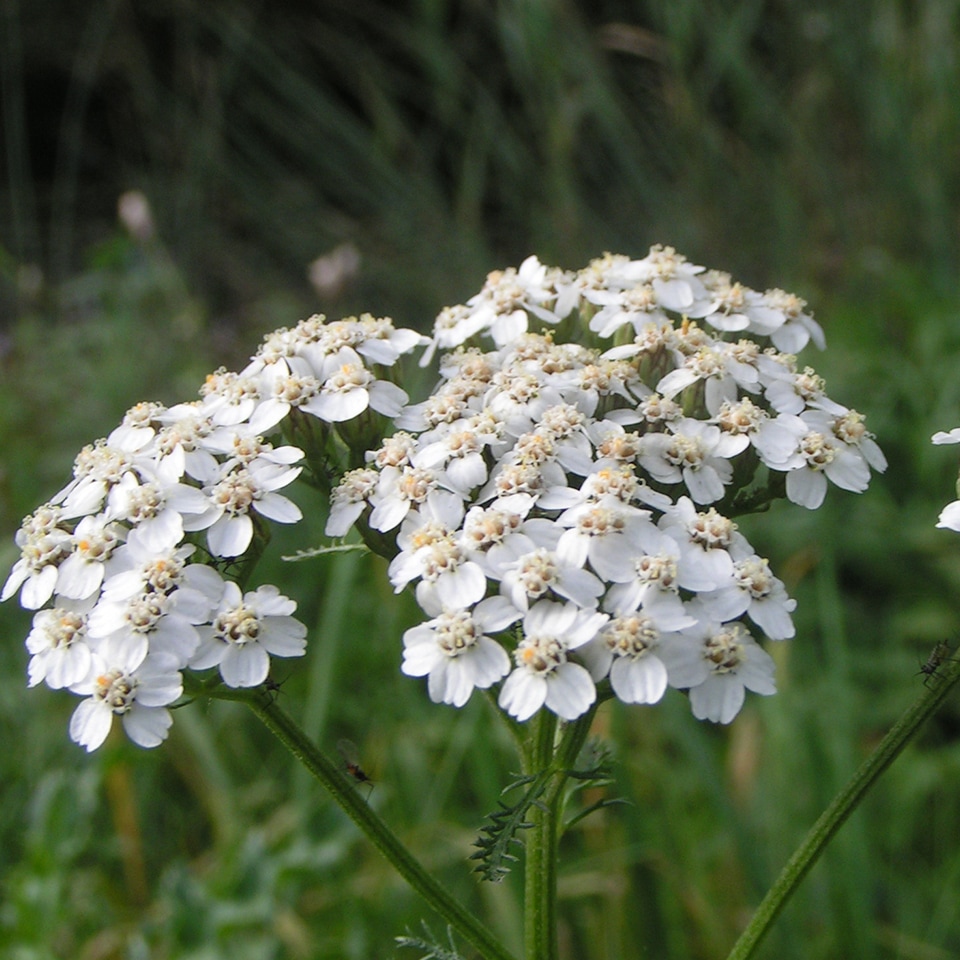 Yarrow (Achillea millefolium) in Piedmont Prairie