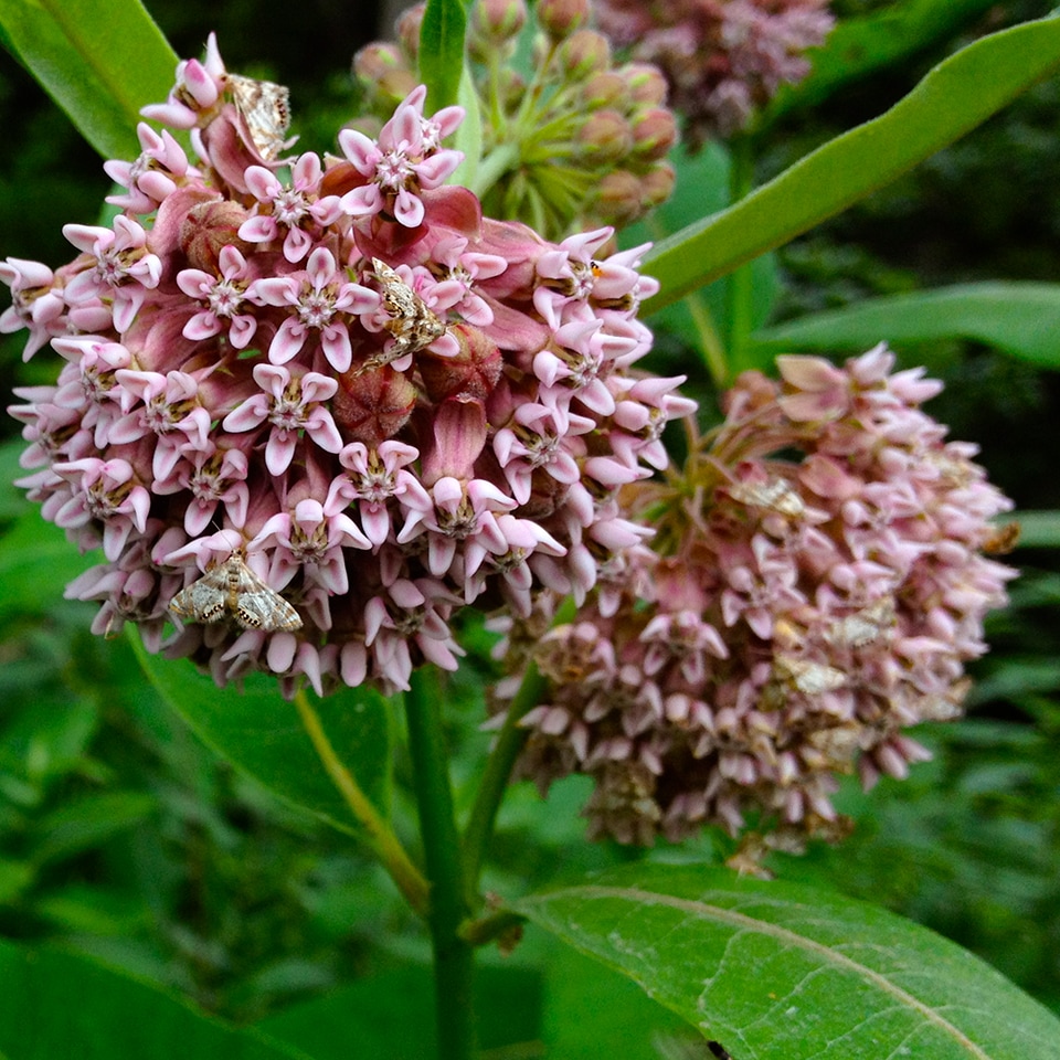 Common Milkweed (Asclepias syriaca) in Piedmont Prairie