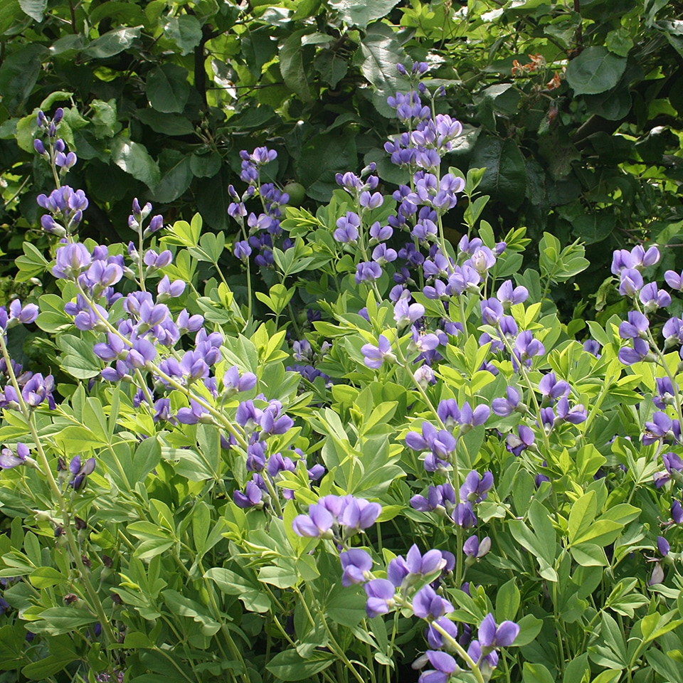 Blue False Indigo (Baptisia australis) in Piedmont Prairie