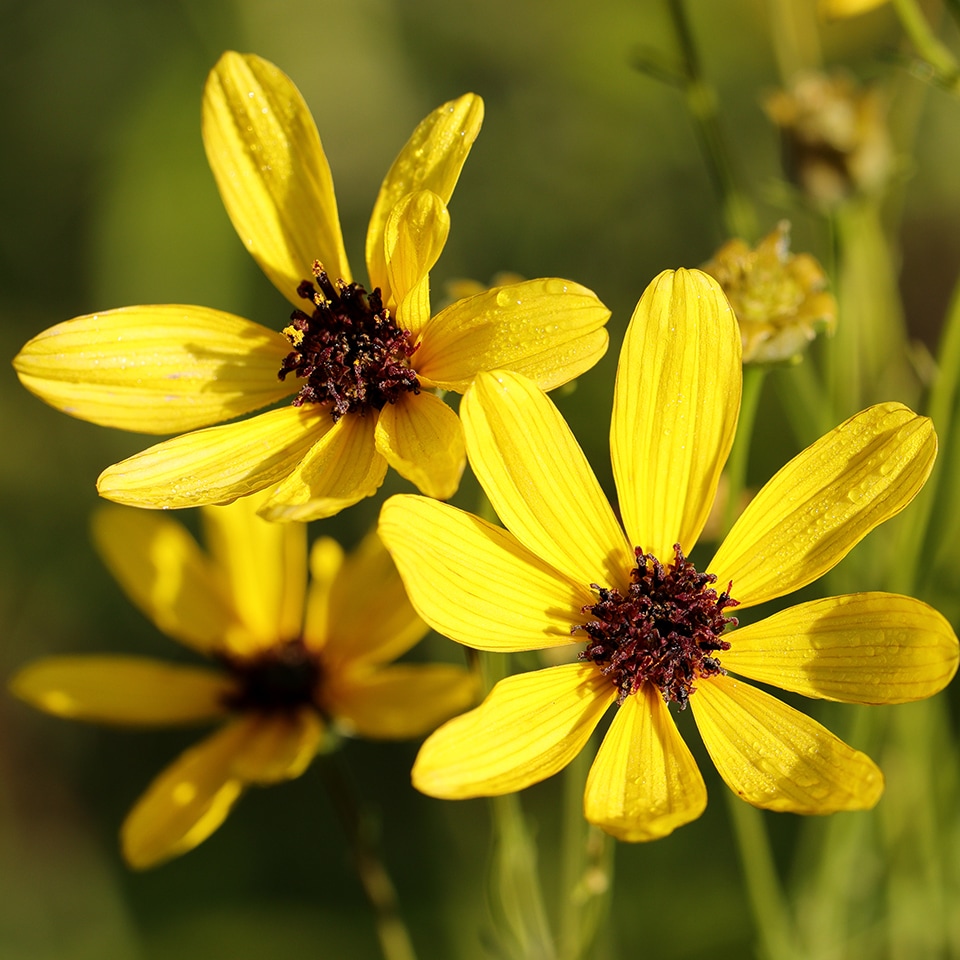 Tall Coreopsis (Coreopsis tripteris) in Piedmont Prairie