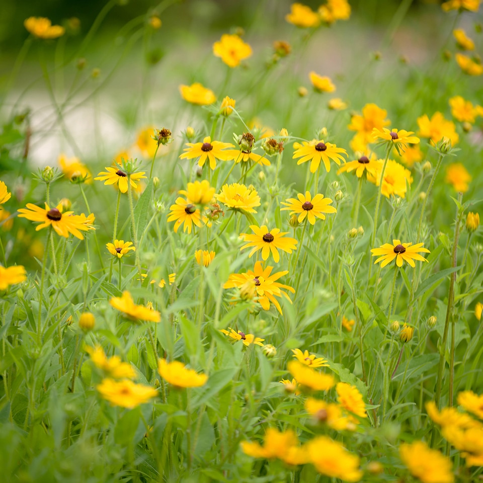 Several of our prairies are now a few years old and are absolutely bursting at the seams with color, life, and beauty!