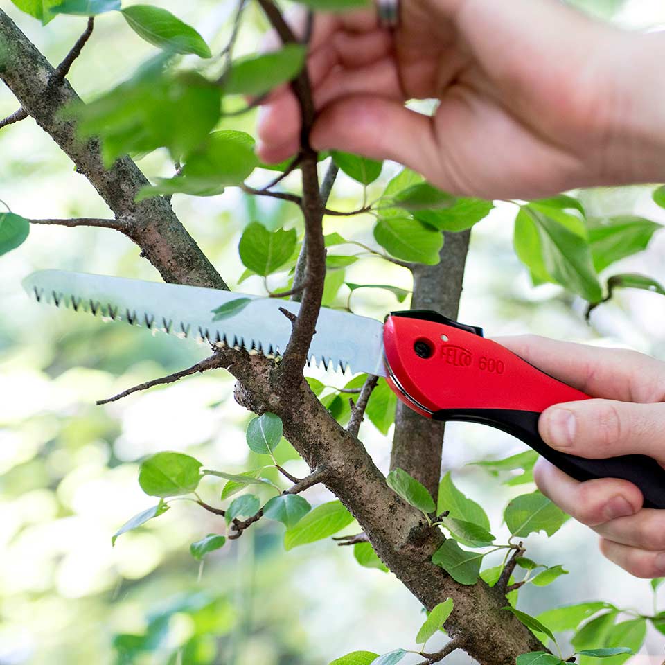 Using a handsaw to prune a tree branch