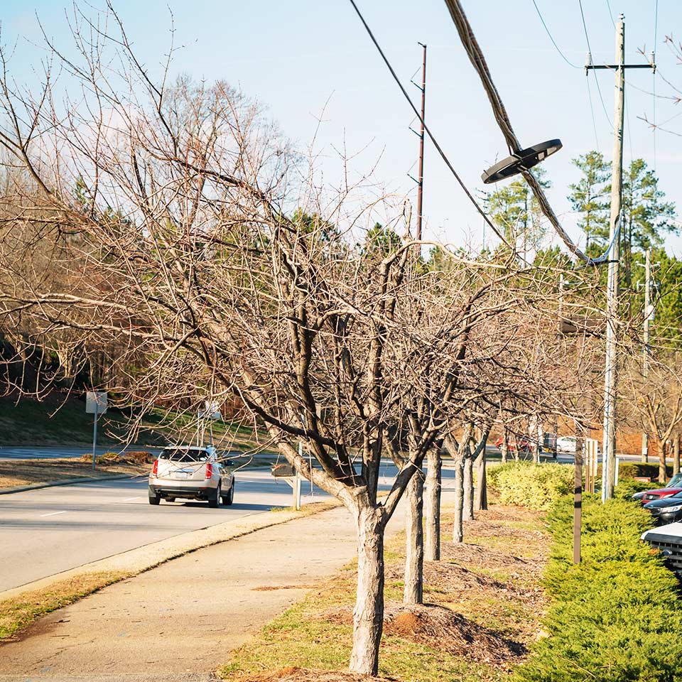 Tree over-pruned, showing excessive branch removal