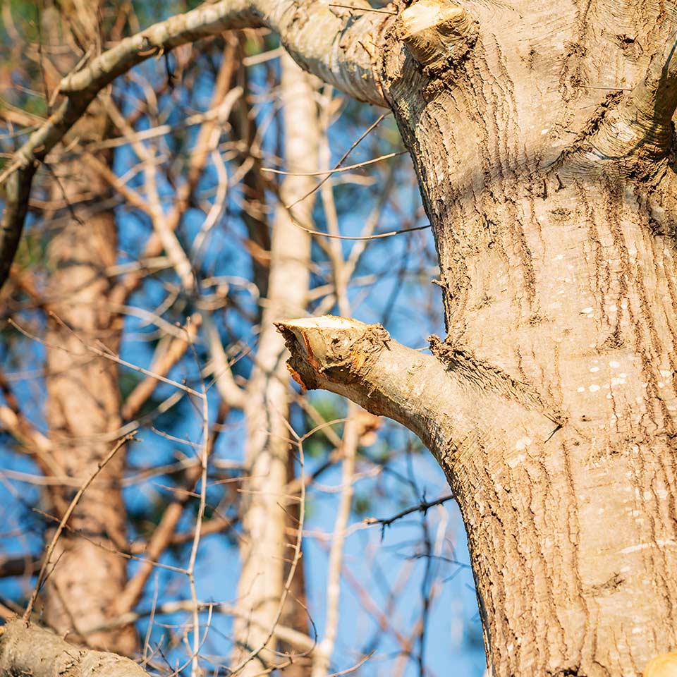 Stub cut left after improper pruning