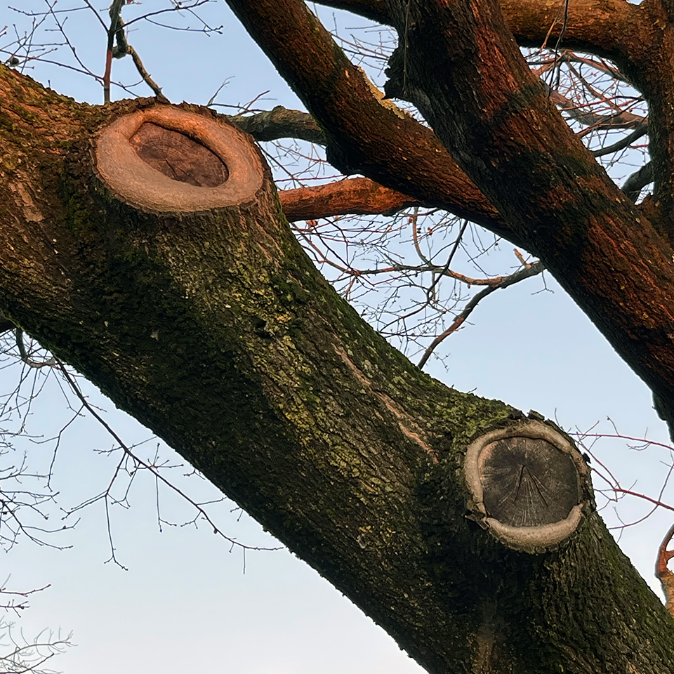 Close-up of tree pruning cuts healing over time