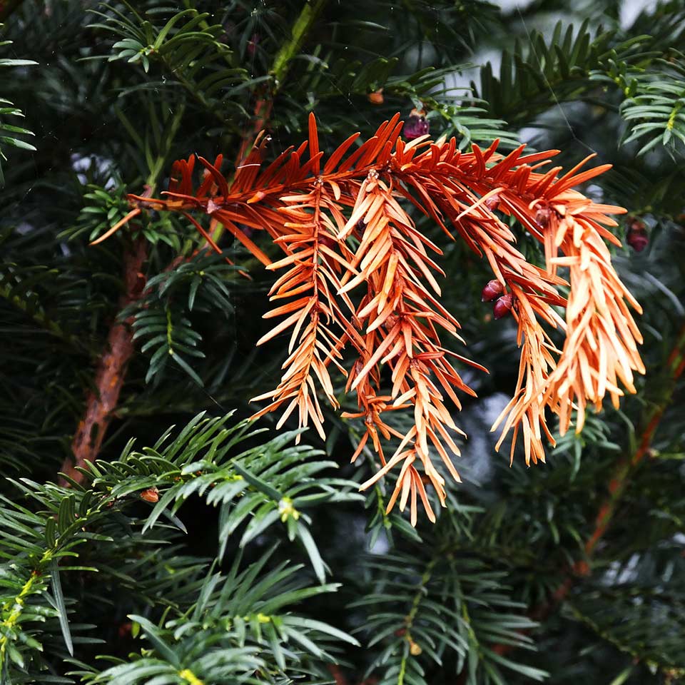 Dead branch on a tree, ready for removal