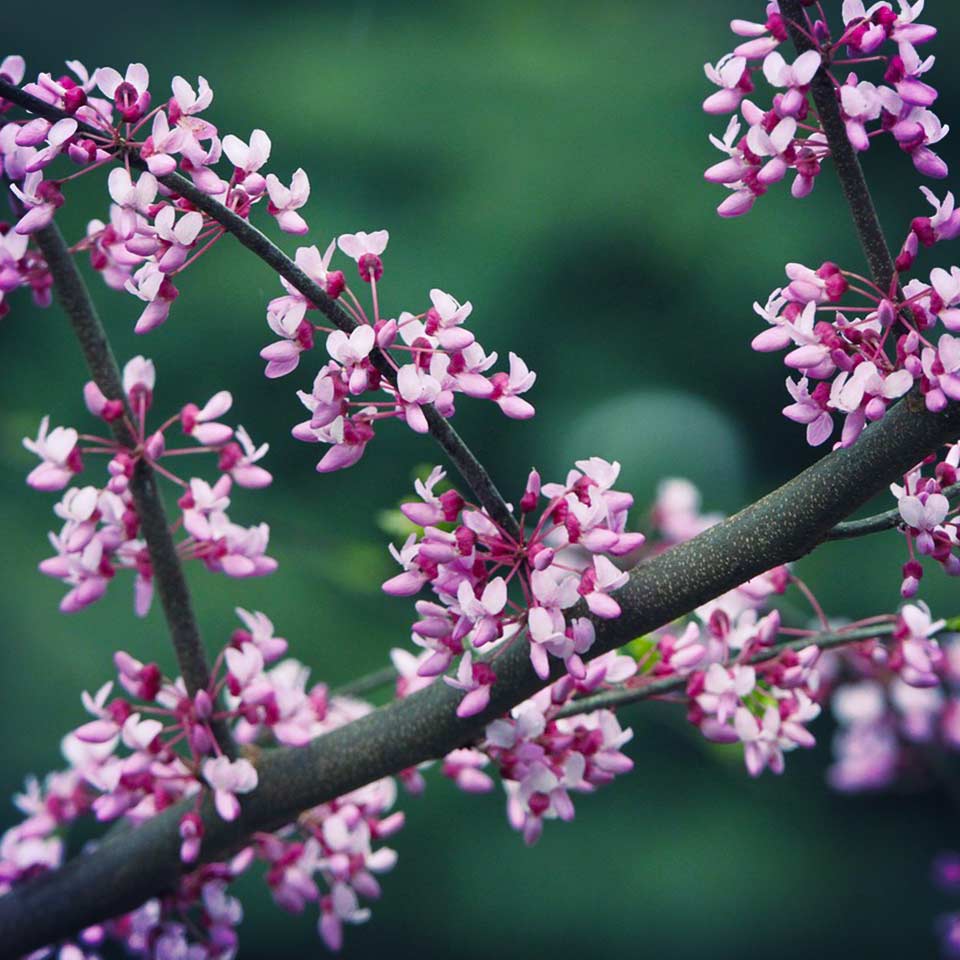 Redbud tree, native alternative to invasives