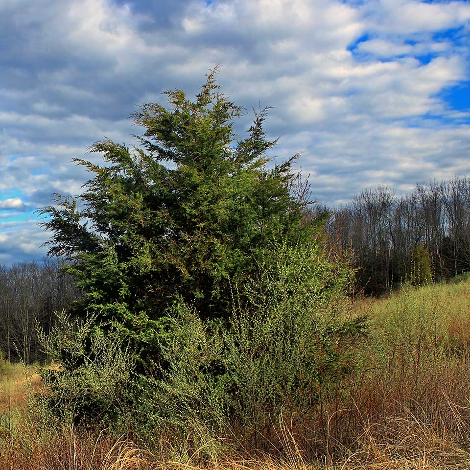 Eastern red cedar tree, native to North Carolina