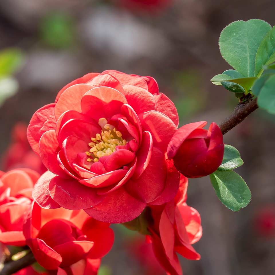 Camellia tree recommended for right place